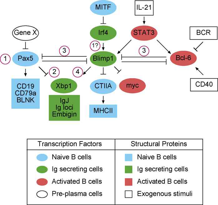 형질세포에서 Blimp1의 기능