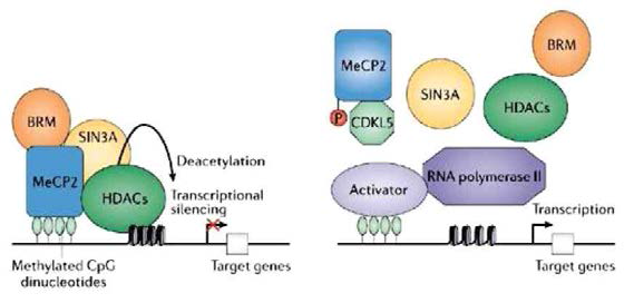 메틸화된 DNA는 HDAC을 동원하여 히스톤 아세틸화를 억제하여 전사를 억제함