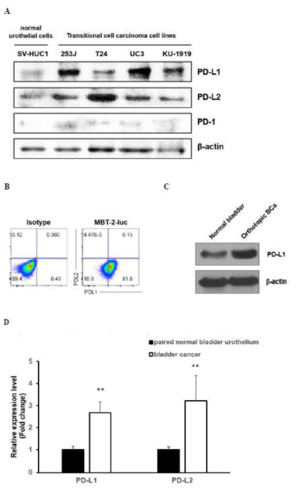 Expression of PD-L1 and PD-L2 in human and mouse bladder cancer