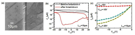 (a) CNT 전극 기반의 DEP공정 기반을 통해서 정렬된 SWNT에 대한 SEM 모식도, (b) 정렬 후, air breakdown 정제 공정 기반의 고순도 SWNT FET의 전달 특성 (c) air breakdown 정제 공정 이후의 고순도 특성의 출력 특성 (output characteristics) 본 개발된 소자는 10 um 채널 길이를 가지는 SWNT FET 임.