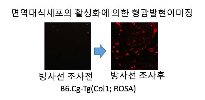 B6.Cg-Tg(Col1;ROSA) 유전자변형 마우스모델 에서 방사선 조사에 의해 활성화되는 면역세포의 형광발현 관찰결과, 붉은 색은 면역세포에 대한 양성 반응임.