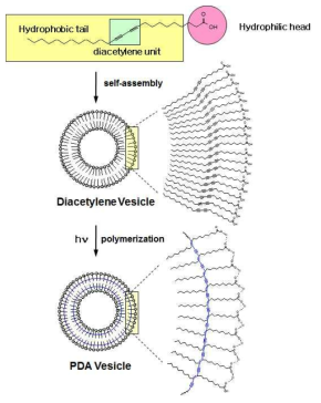 수용액에서의 폴리다이아세틸렌 초분자 리포솜 입자 제조.