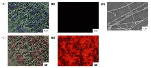 PDA vesicle을 고정화 시킨 나노섬유의 (A) 광학 및 (B) 형광 이미지, (A)의 나노 섬유를 가열 한 후의 (C) 광학 및 (D) 형광 이미지, (E) PDA vesicle이 고정화 된 나노 섬유 의 SEM 이미지.