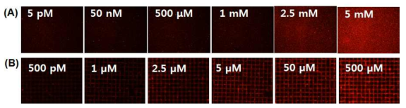 (A) 2D PDA 센서의 α-CD 용액 농도별 형광 이미지, (B) 3D network 구초체를 이용한 PDA 센서의 α-CD 용액 농도별 형광 이미지.