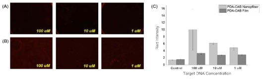 (A, B) 2D 및 전기방사 섬유를 이용한 3차원 PDA 센서의 DNA 농도별 형광 이미지, (C)2D 및 전기방사 섬유를 이용한 3차원 PDA 센서의 DNA 용액의 농도에 따른 형광 세기 차이.