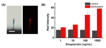 (A) 스트렙타비딘 단백질을 검출하여 적색의 형광을 발현하는 PDA 나노와이어.(B) PDA 나노와이어를 이용한 스트렙타비딘 용액의 검출 감도.