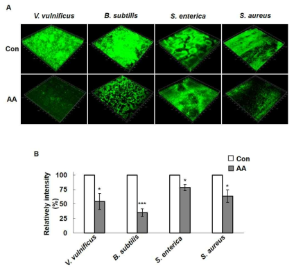 Flow cell system 을 이용한 anthranilate의 생물막 억제효과