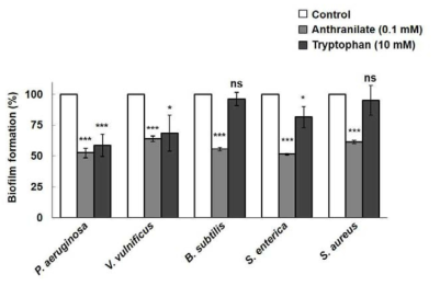 Anthranilate와 L-tryptophan의 생물막 억제 효과 비교