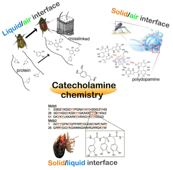 인터페이스 특이적 화학현상을 보여주는 catecholamine 화학에 대한 개요