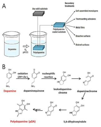(a) Dopamine을 활용한 표면 개질화 및 2차적인 응용, (b) Dopamine의 산화반응으로 인한 polydopamine의 형성과정.