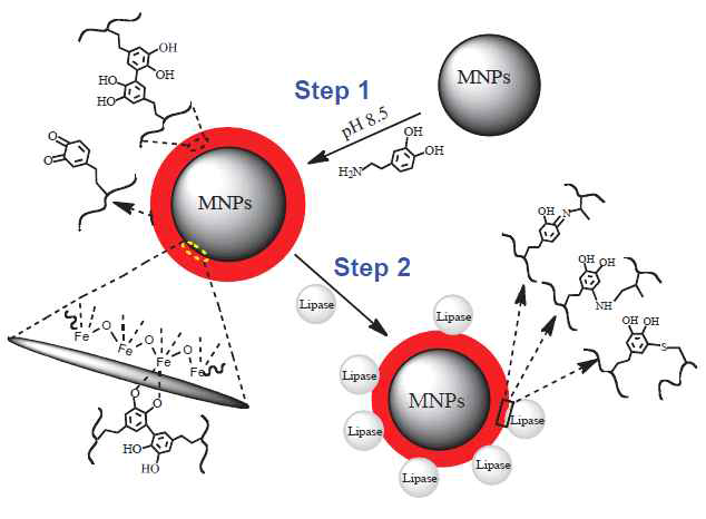 Lipase가 고정화된 polydopamine coated magnetic nanoparticles의 합성 과정.