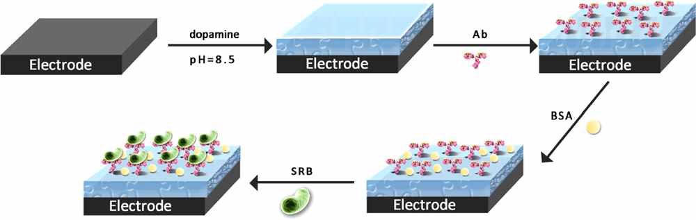 Polydopamine 코팅된 표면을 매개로한 SRB 고정화.