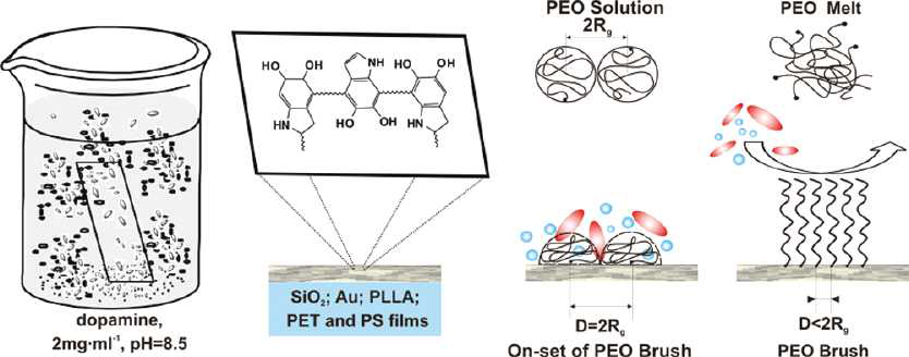 Anti fouling 효과를 갖는 poly(ethylene oxide)(PEO)-dopamine-melanin 표면 형성 모식도.