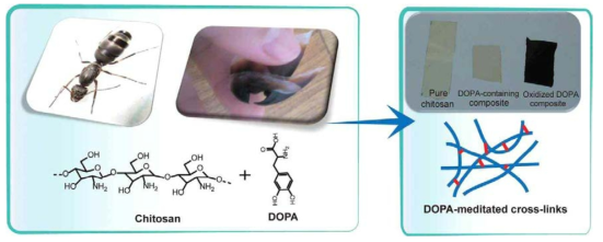 Chitosan 필름에서의 DOPA(3,4-dihydroxyphenyl-L-alanine) cross-linking 반응에 의한 표면 강성 개선 방법.