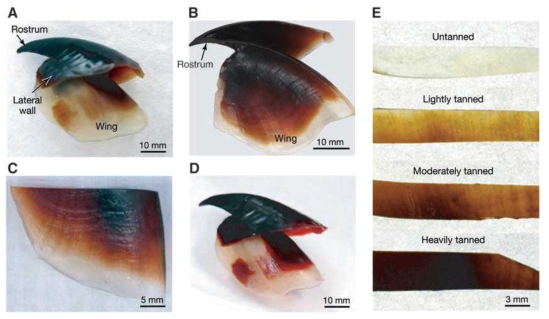 Squid beak의 표면 상태(A~D). Gradient, 카테콜 착색화의 증거(E).