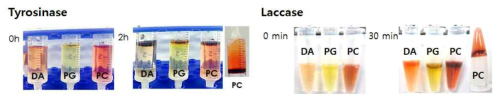 카테콜 유도체 (DA, PG, PC)와 효소 종류에 따른 liquid/air 계면에서의 필름 형성 속도 비교