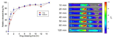 Lac/PC/Chi/5FU 복합 잉크에서 시간에 따라 방출되는 5FU 약물 프로파일링 (왼쪽)과 방향성 방출에 대한 형광 이미지 (오른쪽)