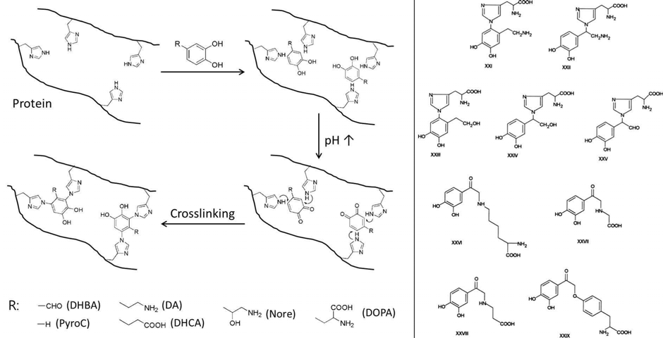 Tanning process (오른쪽)와 이것에 의해 형성되어 큐티클 내에 존재하는 catecholamine-단백질 복합체 (왼쪽)