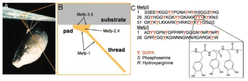 홍합 섬유실의 단백질 구조와 아미노산 조성. 매우 높은 비율의 DOPA(Y)와 DOPA 바로 옆에 존재하는 Lysine(K)의 조합인 YK, KY를 발견할 수 있음.