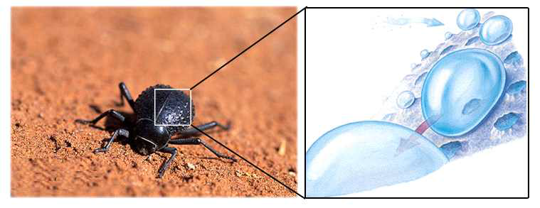 나미브사막딱정벌레 그림 (왼쪽)과 친수성/소수성 패턴에 의한 solid/air interface에서의 효율적 물포집 메커니즘