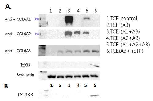 각각의 COL6 chain을 과발현 시킨 후 endotrophin의 secretion을 확인함