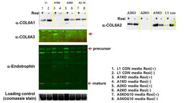 COL6KO cell line을 지방세포로 분화 시킨 후 media로 분비되는 COL6 각 chain을 western blot으로 확인.