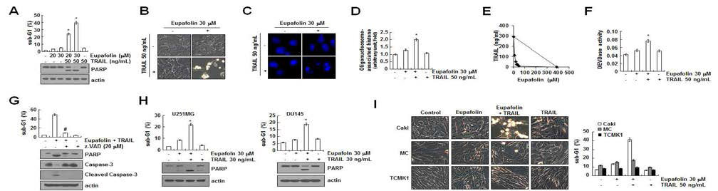 Eupafolin과 TRAIL의 병합처리를 통한 TRAIL매개 세포사멸에 대한 민감화 증가 확인