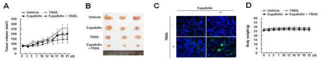 신장암세포를 이용한 Xenograft 모델에서 eupafolin과 TRAIL의 병합처리의 항암효과 확인