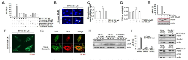 PP242와 curcumin병합처리를 통한 세포사멸 증가 확인