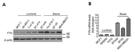 내강형(luminal type)과 기저형(basal type) 유방암세포주에서 FYN의 발현수준 비교분석