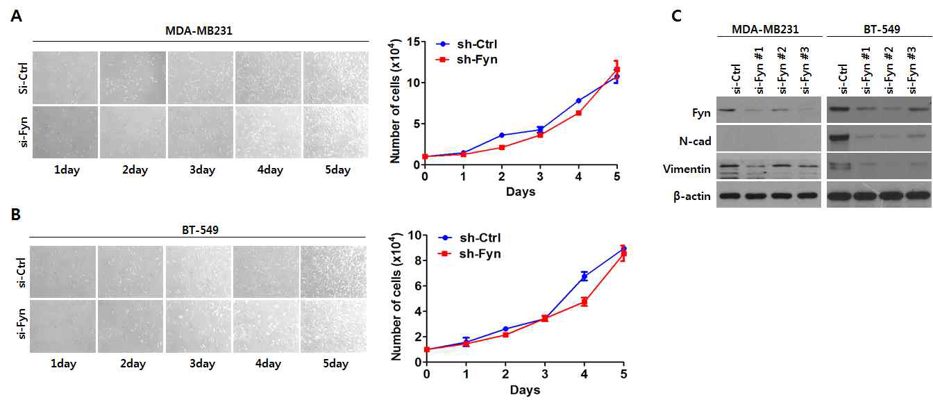 기저형 유방암세포의 Cell growth와 중간엽성 세포형질에 대한 FYN의 영향