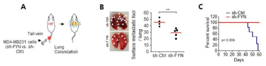 FYN Kinase 발현 감소에 의한 기저형 유방암세포의 in vivo 암전이능 억제 효과