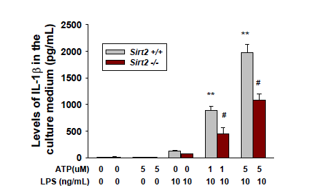 IL-1β levels from cell culture supernatant were quantified by ELISA in bone marrow-derived macrophage from SIRT2 knockout or wild type mouse.