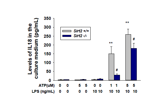 IL-18 levels from cell culture supernatant were quantified by ELISA in bone marrow-derived macrophage from SIRT2 knockout or wild type mouse.