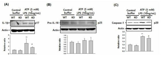 Immunoblot analysis with IL-1β (A), pro-IL-18 (B) and caspase-1 (C). Bone marrow-derived macrophage were treated with ATP (1 and 5 mM) for 30 minutes and then stimulated with LPS for 3 hours. DMSO was used as a vehicle control.