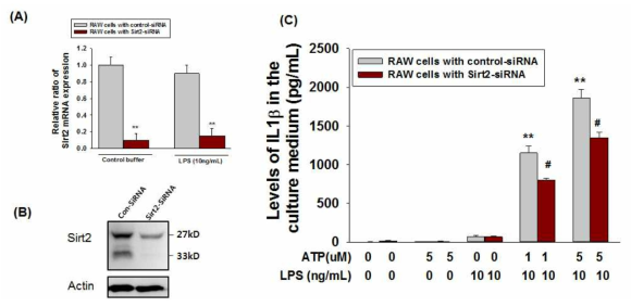 (A) Quantitative realtime RT-PCR of Sirt2 in LPS-primed RAW 264.7 cells treated with control-siRNA와 SIRT2-siRNA. (B) Immunoblot analysis of SIRT2 in RAW 264.7 cells after treatment with control-siRNA와 SIRT2-siRNA. (C) IL-1β levels from cell culture supernatant were quantified by ELISA in RAW 264.7 cells treated with control-siRNA와 SIRT2-siRNA. Cells were stimulated with ATP (1 and 5 mM) for 30 minutes and culture media was harvested 3 h after LPS treatment. Bars represent mean ± SD. **, P<0.01 versus control-siRNA-tranfected RAW 264.7 cells treated control buffer; #, P<0.05 versus control-siRNA-tranfected RAW 264.7 cells treated with ATP. ATP, Adenosine triphosphate; LPS, lipopolysaccharide