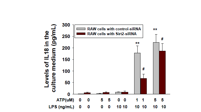 IL-18 levels from cell culture supernatant were quantified by ELISA in RAW 264.7 cells treated with control-siRNA와 SIRT2-siRNA.