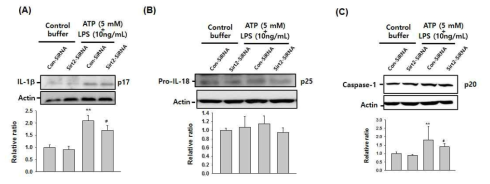 Immunoblot analysis with IL-1β (A), pro-IL-18 (B) and caspase-1 (C). RAW 264.7 cells treated with control-siRNA or SIRT2-siRNA. The cells were primed with ATP (1 and 5 mM) for 30 minutes and then stimulated with LPS for 3 hours. DMSO was used as a vehicle control.