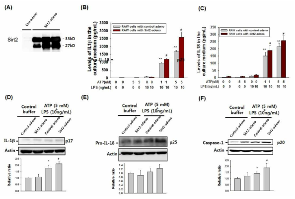 (A) Immunoblot analysis with SIRT2. RAW 264.7 cells treated with control-adenovirus (Control-adeno) or SIRT2-overexpressing adenovirus (Sirt2-adneno). (B-C) ELISA of IL-1β and IL-18. IL-1β and IL-18 levels from cell culture supernatant were quantified by ELISA in RAW 264.7 cells treated with Control-adeno or Sirt2-adneno. (D-F) Immunoblot analysis with IL-1β (D), pro-IL-18 (E) and caspase-1. RAW 264.7 cells treated with Control-adeno or Sirt2-adneno.The cells were primed with ATP (1 and 5 mM) for 30 minutes and then stimulated with LPS for 3 hours. DMSO was used as a vehicle control. Cell extracts were immunoblotted for caspase-1.Actin was a loading control. Bars represent mean ± SD. **, P<0.01 versus control-siRNA-tranfected RAW 264.7 cells treated control buffer; #, P<0.05 versus control-siRNA-tranfected RAW 264.7 cells treated with ATP. ATP, Adenosine triphosphate; LPS, ipopolysaccharide