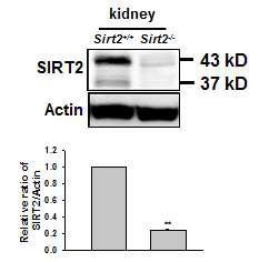 Western blot analysis of SIRT2 in the kidney of Sirt2+/+and Sirt2-/- mice.