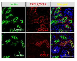 Immunofluorescence findings of CXCL2, CCL2 and Lotus tetragonolobus lectin (Lectin) in the kidneys of mice after stimulation with LPS.