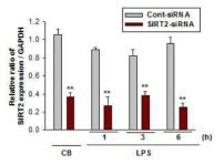 Analysis of SIRT2 mRNA expression by reverse transcription PCR in MPT cells after treatment with SIRT2-siRNA or control-siRNA.