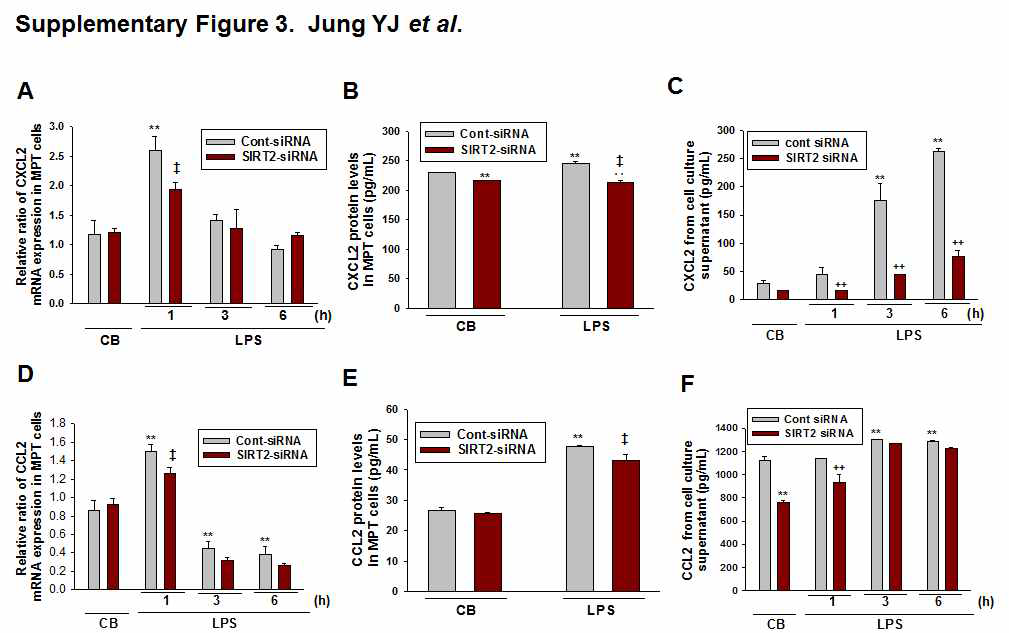 Effect of small interfering RNA-targeting SIRT2 (SIRT2-siRNA) and control-siRNA (Cont-siRNA) on CXCL2 and CCL2 expression in MPT cells.