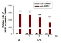 Analysis of SIRT2 mRNA expression by reverse transcription PCR in MPT cells after treatment with SIRT2 overexpressing (Ad-SIRT2) or control adenovirus (Ad control).
