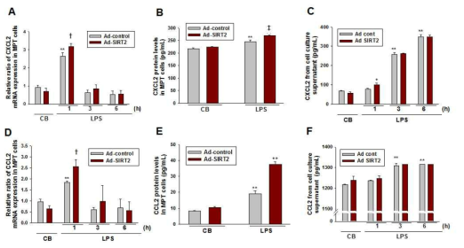 Effect of SIRT2 overexpressing adenovirus or control-adenovirus on CXCL2 and CCL2 expression in MPT cells.
