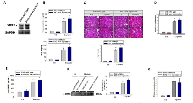 Proximal tubular specific over-expressed SIRT2 mice (SIRT2 overexpression mice) was generated after mating with fluxed conditional mice (transgenic mice) with proximal tubular epithelial cell specific gamma glutamyl transferase (γGT) -Cre mice.