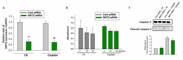 (A) Analysis of SIRT2 mRNA expression by qRT-PCR in mouse proximal tubular cells after treatment with SIRT2-siRNA and/or cisplatin. (B) XTT Cell Viability Assay in mouse proximal tubular cells after treatment with SIRT2-siRNA and/or cisplatin. Cells were treated cisplatin for indicated hours. (C) Western blot analysis about caspase-3 and cleaved caspase-3 in mouse proximal tubular cells after treatment with SIRT2-siRNA and/or cisplatin. **, P < 0.01 versus CB-treated cells ; †, P < 0.05 versus control buffer (CB) and control siRNA (con-siRNA)-treated cells.