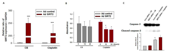 (A) Analysis of SIRT2 mRNA expression by qRT-PCR in mouse proximal tubular cells after treatment with SIRT2 overexpressing (Ad-SIRT2) and/or cisplatin. (B) XTT Cell Viability Assay in mouse proximal tubular cells after treatment with with SIRT2 overexpressing (Ad-SIRT2) and/or cisplatin. Cells were treated cisplatin for indicated hours. *, P < 0.05 versus control buffer (CB)-treated cells. (C) Western blot analysis about caspase-3 and cleaved caspase-3 in mouse proximal tubular cells after treatment with SIRT2-siRNA and/or cisplatin. **, P < 0.01 versus CB-treated cells ; †, P < 0.05 versus CB and control siRNA (con-siRNA)-treated cells.