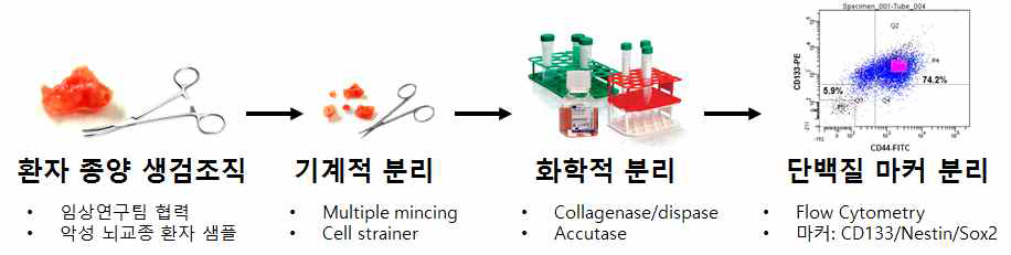 채취된 환자 종양 생검조직에서의 암줄기세포군의 분리 과정