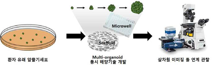 환자 유래 암줄기세포의 multi-organoid 동시 배양기술의 과정